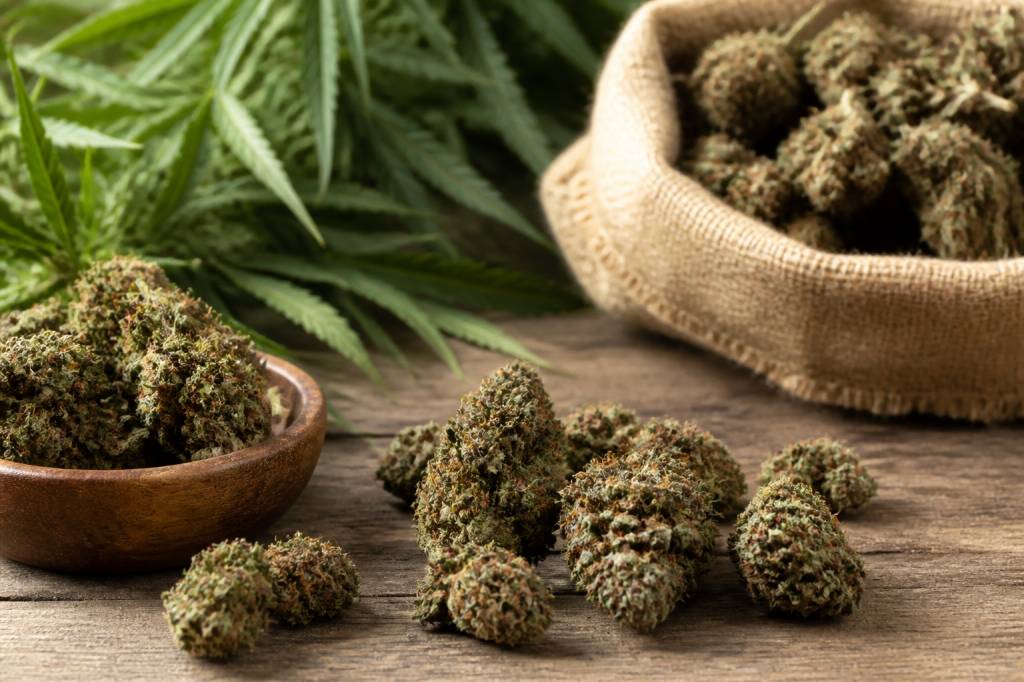Fleurs de chanvre cbd : usages, bienfaits et conseils pour bien les choisir