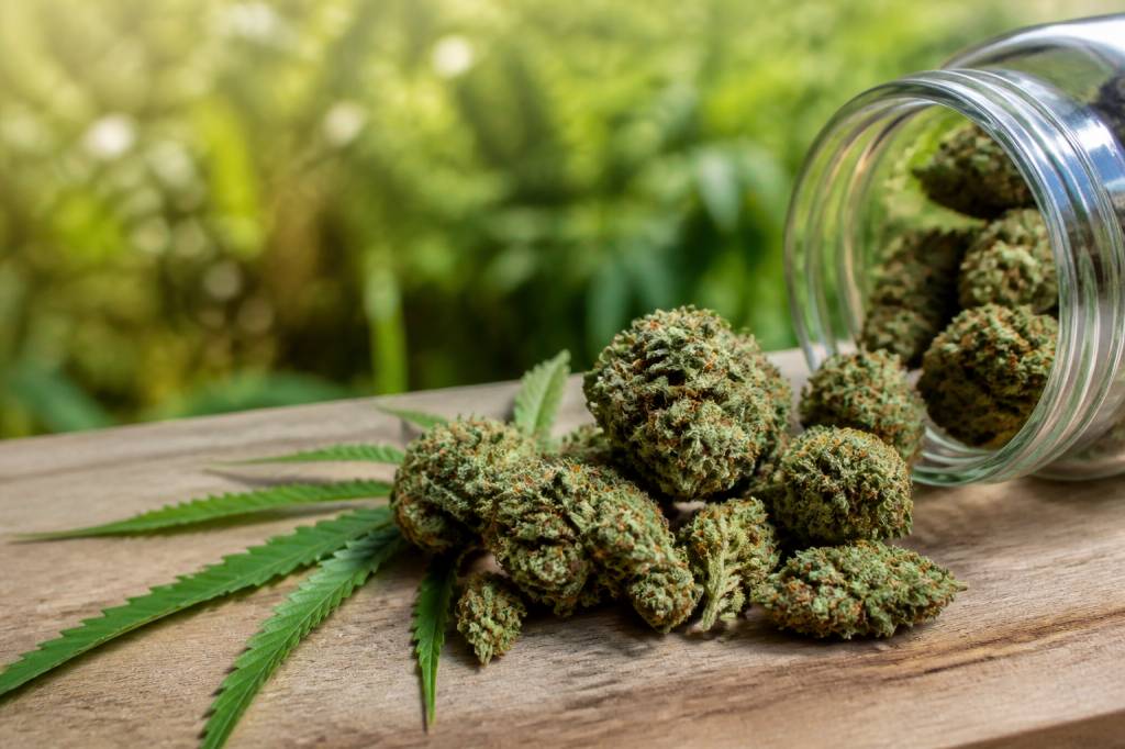Fleur de chanvre cbd : usages, bienfaits et critères de qualité