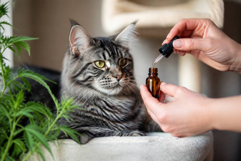 Cbd pour chat : bienfaits, dosage et précautions à connaître