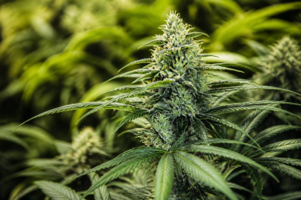 Amnésia haze : origine, effets et caractéristiques de cette variété de cannabis